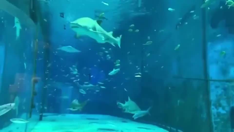 救援蓝色小兔